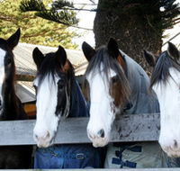 Victor Harbor Horse Drawn Tramway - Accommodation Gladstone