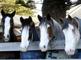 Victor Harbor Horse Drawn Tramway - Accommodation Gladstone 0