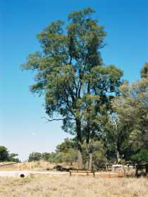 Charleville Self-Drive Itineraries - Accommodation Gladstone 1