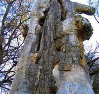 Junction Island Nature Reserve Canoe Tree and Walking Track - Accommodation Gladstone