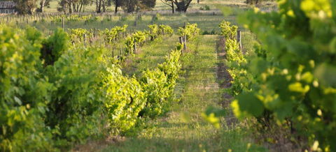 Bell River Estate Winery - Accommodation Gladstone 3
