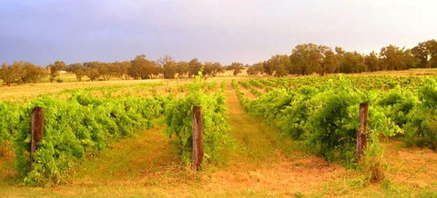 Bell River Estate Winery - Accommodation Gladstone 7