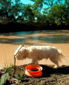 Charleville - 27 Mile Warrego River Fishing Spot - Accommodation Gladstone 0