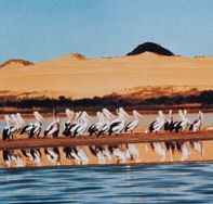 Coorong National Park - Accommodation Gladstone