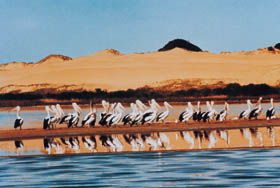 Coorong National Park - Accommodation Gladstone 0
