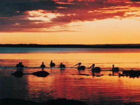 Coorong National Park - Accommodation Gladstone 1
