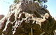 Fossilised Tree - thumb 0
