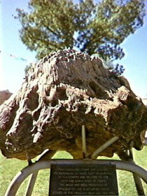 Fossilised Tree - Accommodation Gladstone 0