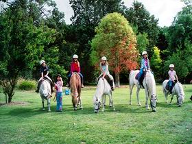 Limestone Coast Horseriding - Accommodation Gladstone 0