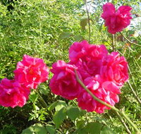 Bishop's Lodge Historic House and Heritage Rose Garden - Accommodation Gladstone