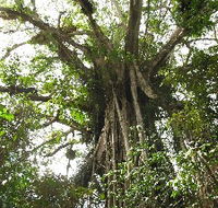 Cathedral Fig Tree - Accommodation Gladstone
