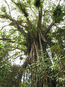 Cathedral Fig Tree - Accommodation Gladstone 0