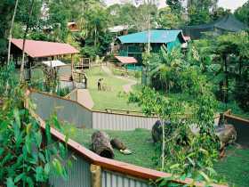 Kuranda Koala Gardens - Accommodation Gladstone 1