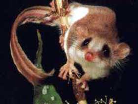 Carrowong Fauna Sanctuary - Accommodation Gladstone 0