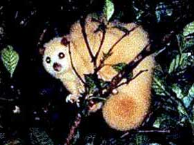 Carrowong Fauna Sanctuary - Accommodation Gladstone 1