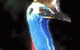 Carrowong Fauna Sanctuary - thumb 2
