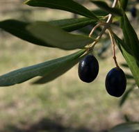 Red Rock Olives - Accommodation Gladstone