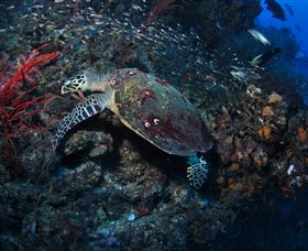 SS Yongala Dive Site - Accommodation Gladstone 3