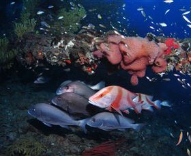 SS Yongala Dive Site - Accommodation Gladstone 2