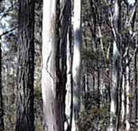 Kooyoora State Park - Accommodation Gladstone