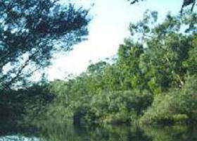 Crawford River Regional Park - Accommodation Gladstone 0