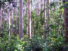 Cathu State Forest - Accommodation Gladstone 0