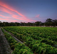 Amherst Winery - Accommodation Gladstone