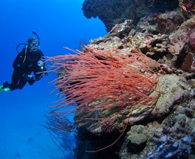 Three Sisters Dive Site - Accommodation Gladstone 0