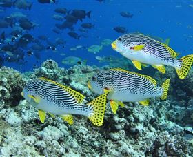 Three Sisters Dive Site - Accommodation Gladstone 1