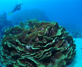 Three Sisters Dive Site - Accommodation Gladstone 2