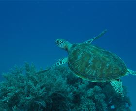 Three Sisters Dive Site - Accommodation Gladstone 3