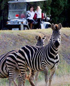 Taronga Western Plains Zoo, Dubbo - Accommodation Gladstone 1