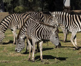 Taronga Western Plains Zoo, Dubbo - Accommodation Gladstone 5