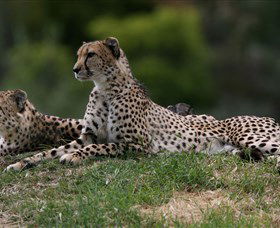 Taronga Western Plains Zoo, Dubbo - Accommodation Gladstone 6