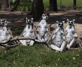 Savannah Visitor Plaza, Taronga Western Plains Zoo Dubbo - Accommodation Gladstone 0