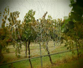 Red Earth Estate Vineyard - Accommodation Gladstone 8