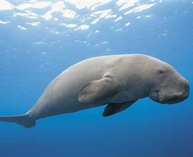 Dugong Sanctuary - Clairview - Accommodation Gladstone 1