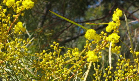 Beni State Conservation Area - Accommodation Gladstone 3