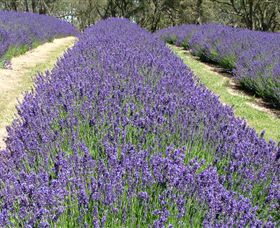 Yuulong Lavender Estate - Accommodation Gladstone 0
