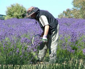 Yuulong Lavender Estate - Accommodation Gladstone 2