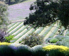 Yuulong Lavender Estate - Accommodation Gladstone 7