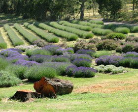 Yuulong Lavender Estate - Accommodation Gladstone 8