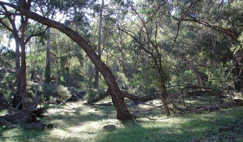 Mount Nangar Walking Track - Accommodation Gladstone 1