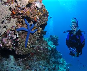 Lighthouse Bommie Dive Site - Accommodation Gladstone 0