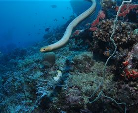 Two Towers Dive Site - Accommodation Gladstone 1