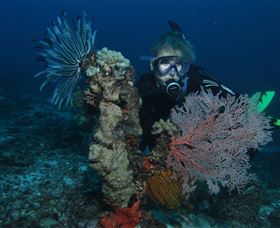 Two Towers Dive Site - Accommodation Gladstone 3