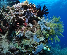 Two Towers Dive Site - Accommodation Gladstone 2