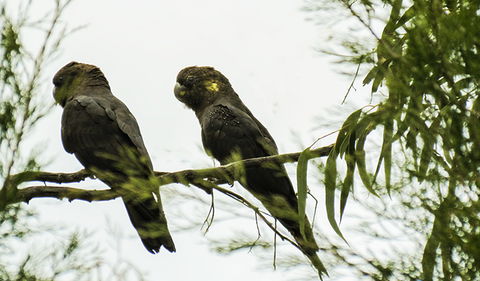 Conimbla National Park - Accommodation Gladstone 0