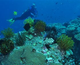 Snake Pit Dive Site - Accommodation Gladstone 2