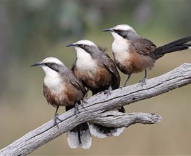 Winton Wetlands Reserve - Accommodation Gladstone 1